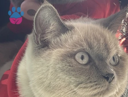 3 Yaşında Scottish Fold Kedim Eş Arıyor