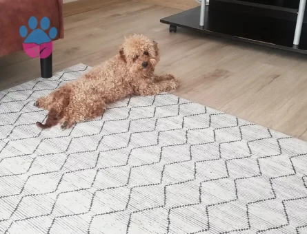 Toy poodle Thor eş arıyor