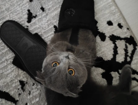 Scottish Fold 1 Yaşında Eş Arıyor - 118969689