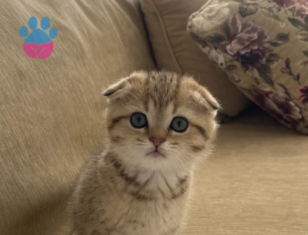 4 Aylık Scotish Fold Erkek Cana Yakın Oyuncu Kedi