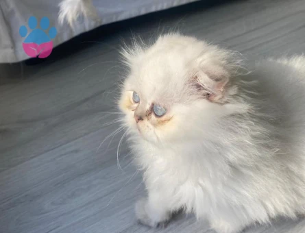 Scottish Fold Yeni Yuvasını