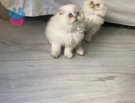 Scottish Fold Yeni Yuvasını