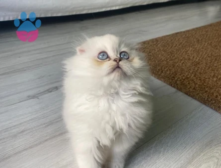 Scottish Fold Yeni Yuvasını
