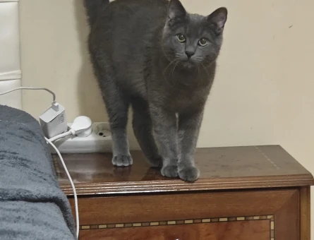 Russian blue - 118977859