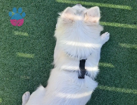 Kızımıza eş arıyoruz