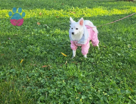 Kızımıza eş arıyoruz