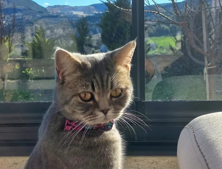 British Shorthair - 118977871