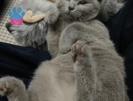 Dişi kedimize eş arıyoruz