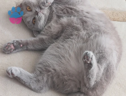 Dişi kedimize eş arıyoruz