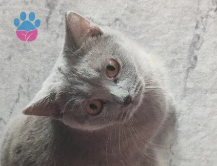 Dişi kedimize eş arıyoruz