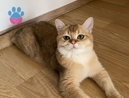 British Shorthair Kedime eş arıyorum - 118984199