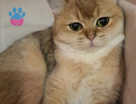 British Shorthair Kedime eş arıyorum