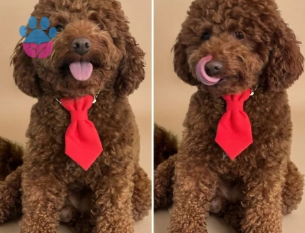 Yakışıklı Oğlumuz Toy Poodle Eş Arıyor - 118984200