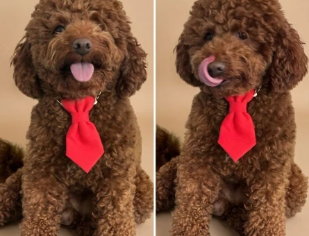 Yakışıklı Oğlumuz Toy Poodle Eş Arıyor - 118984200