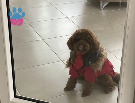 Yakışıklı Oğlumuz Toy Poodle Eş Arıyor