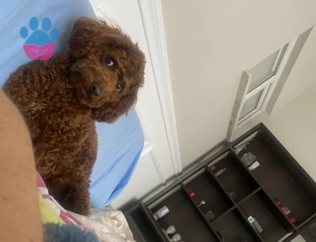 Yakışıklı Oğlumuz Toy Poodle Eş Arıyor
