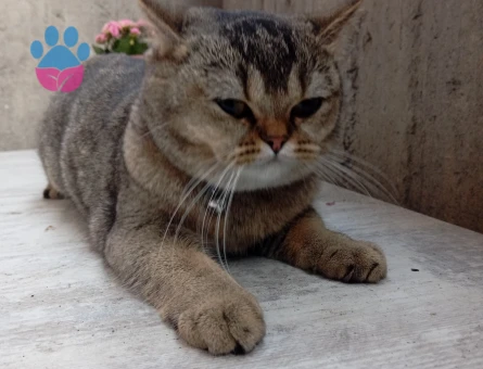 British Shorthair 1 Yaşında Kedim Eş Arıyor