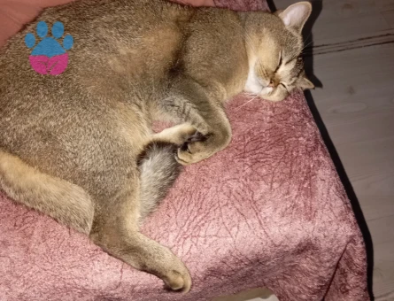 British Shorthair 1 Yaşında Kedim Eş Arıyor