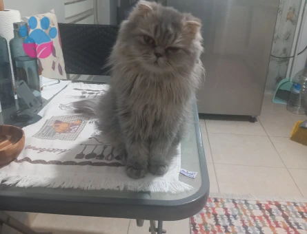 Yakışıklı Kedimize eş arıyoruz.