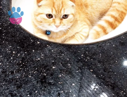 Scottish Fold Erkek kedime eş arıyorum - 118984204