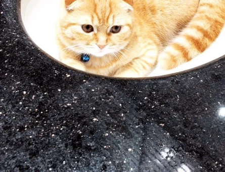 Scottish Fold Erkek kedime eş arıyorum - 118984204