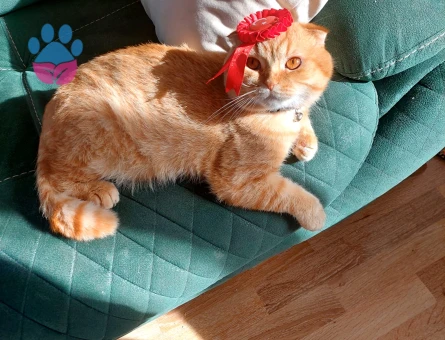 Scottish Fold Erkek kedime eş arıyorum