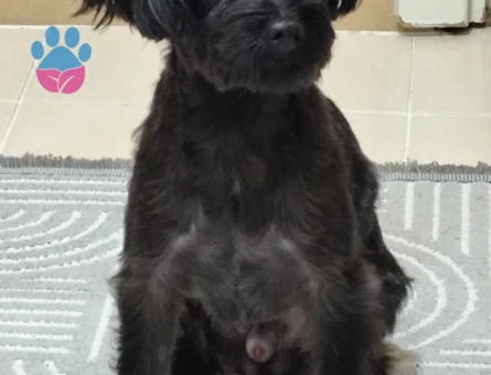 Maltese Terrier Zeytinbeye dişi ariyoruz - 118984208