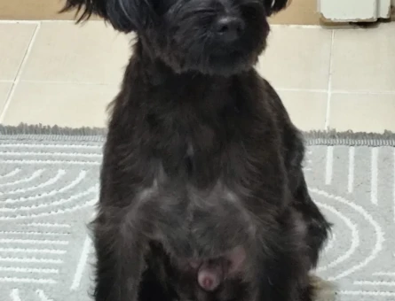 Maltese Terrier Zeytinbeye dişi ariyoruz - 118984208