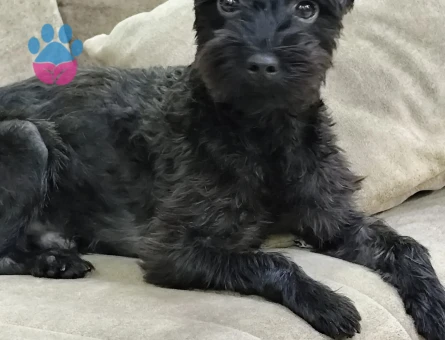 Maltese Terrier Zeytinbeye dişi ariyoruz