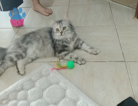 Chinchilla 1 Yaşında Kızım  Eş Arıyorum - 118984210