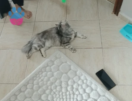 Chinchilla 1 Yaşında Kızım  Eş Arıyorum