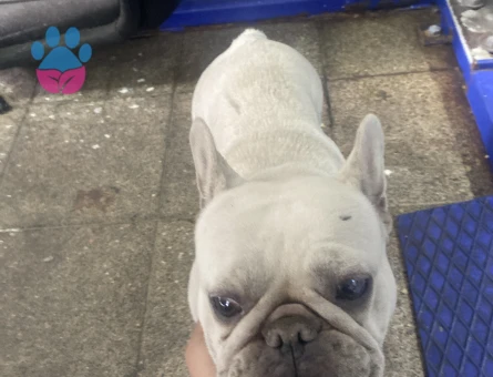Amerikan Bulldog 1 Yaşında - 118984211