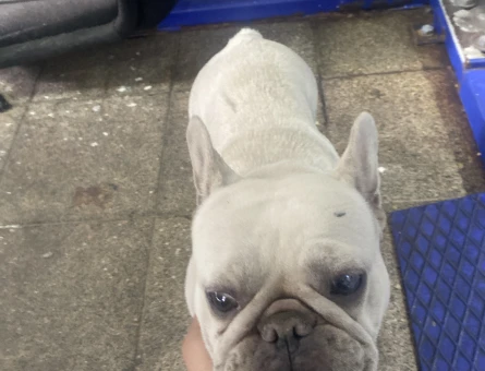 Amerikan Bulldog 1 Yaşında - 118984211