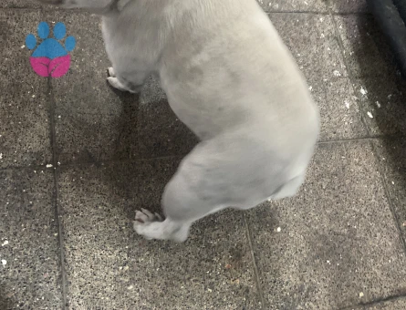 Amerikan Bulldog 1 Yaşında