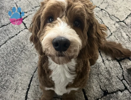 Maltipoo Kaju Dişi Arıyor