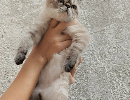 Exotic Shorthair 11 Aylık Eş Arıyorum - 118970392