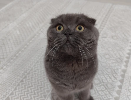SAFKAN Scottish Fold 11 Aylık Eş Arıyoruz - 118970396