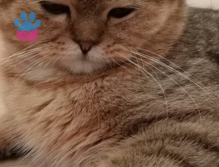 Oğluma Eş Arıyorum