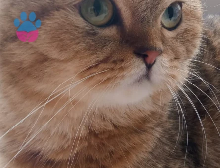 Oğluma Eş Arıyorum