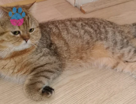 Oğluma Eş Arıyorum