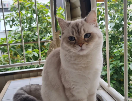 British Shorthair Dişi Kedime Uygun Eş Arıyorum - 118978543