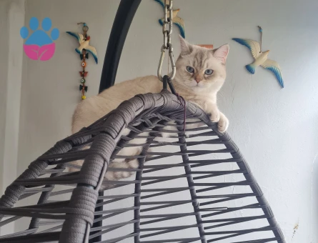British Shorthair Dişi Kedime Uygun Eş Arıyorum - Görsel 4