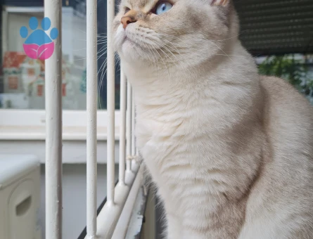 British Shorthair Dişi Kedime Uygun Eş Arıyorum - Görsel 3