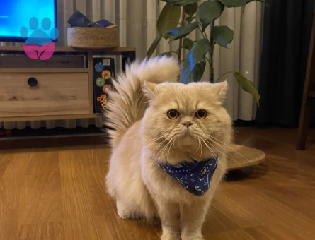 Exotic-İran Kırması Oğlumuz Odin’e Eş Arıyoruz