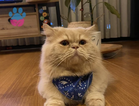 Exotic-İran Kırması Oğlumuz Odin’e Eş Arıyoruz