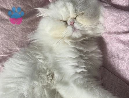 İran Kedisi Pamuğuma Eş Arıyorum