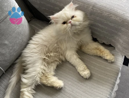 İran Kedisi Pamuğuma Eş Arıyorum
