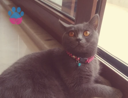British Shorthair Kızıma Eş Arıyorum