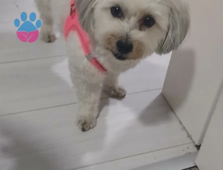 Maltase terrier kızıma eş arıyorum