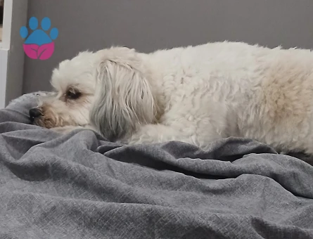 Maltase terrier kızıma eş arıyorum